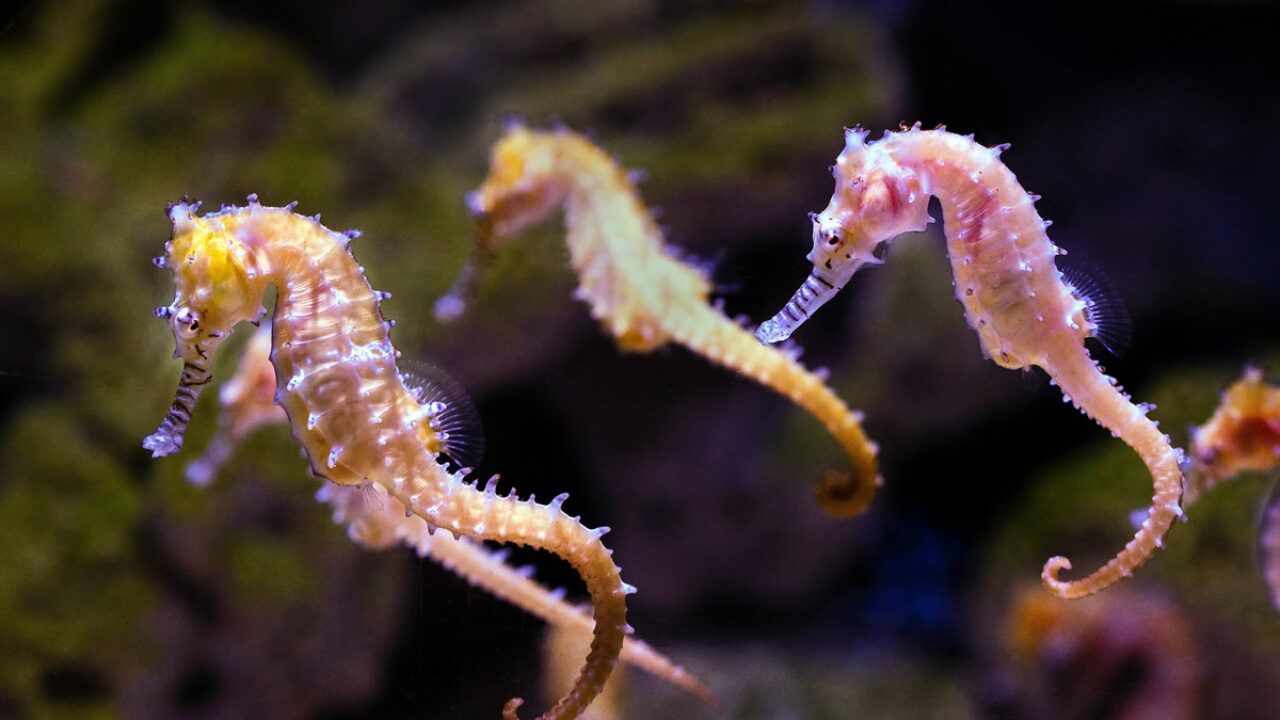 seahorse colorful