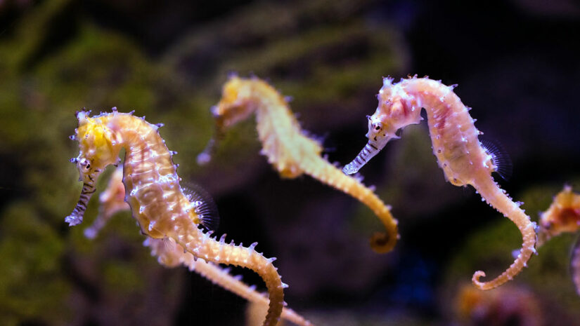 group of seahorses in the ocean, seahorse facts