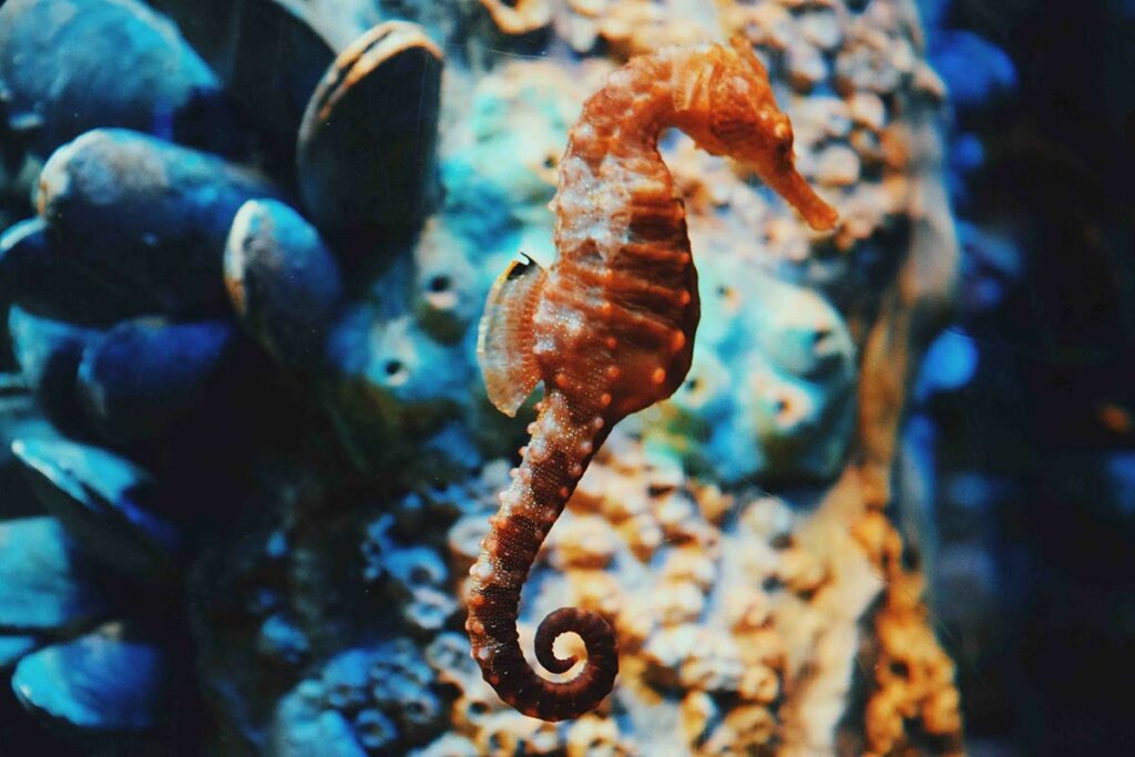 orange seahorse facts