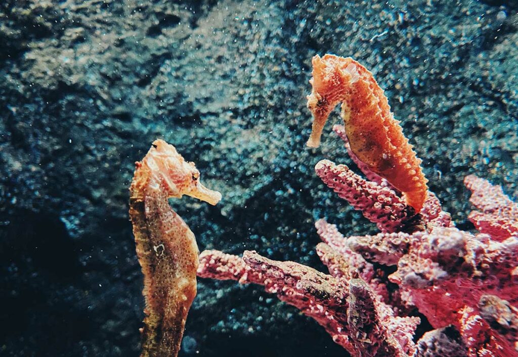 11 Fun Seahorse Facts You Should Know