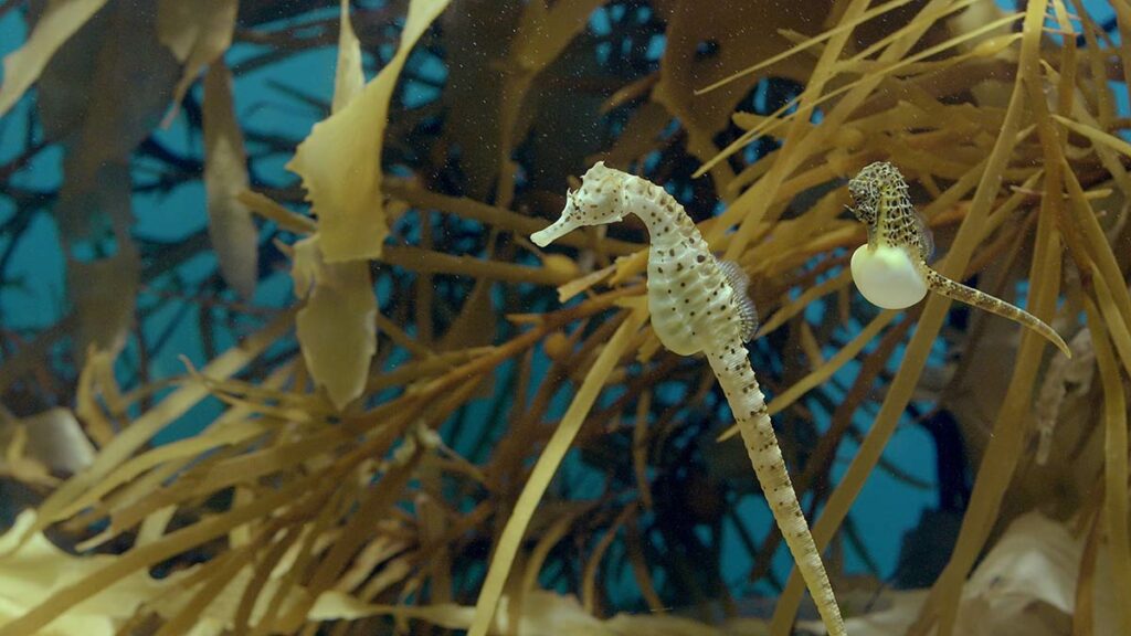 pregnant male seahorse