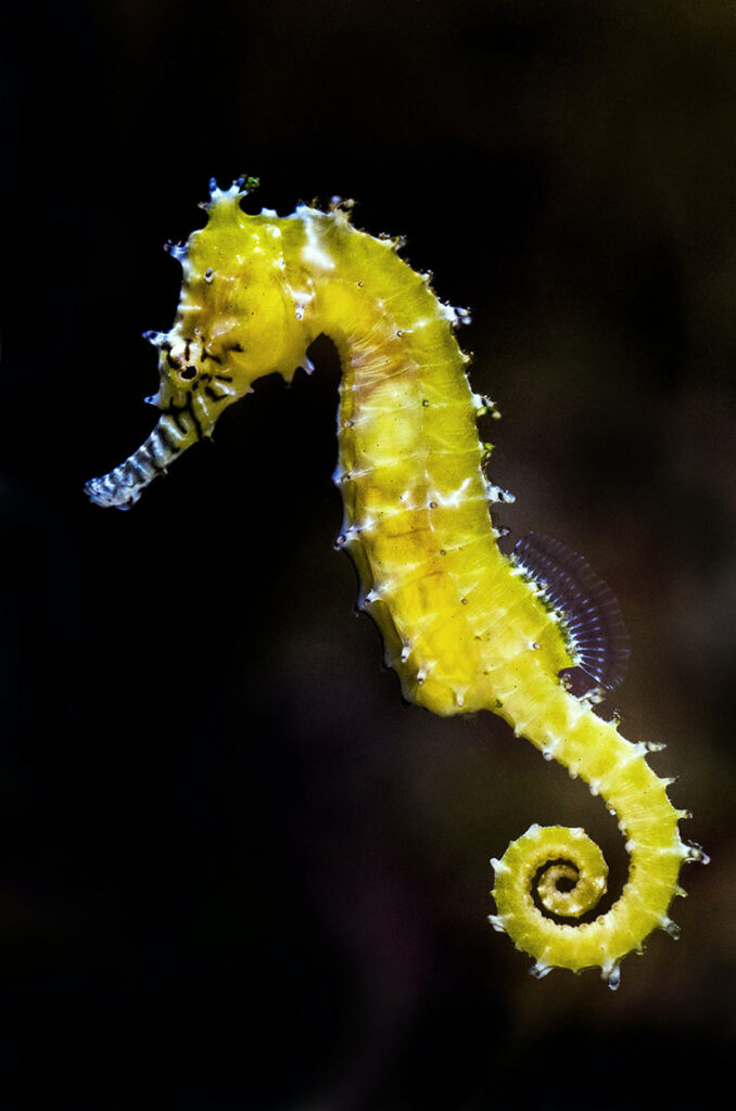 yellow seahorse