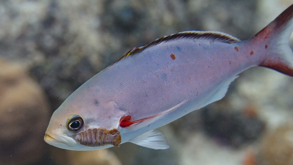 Isopods and Fish