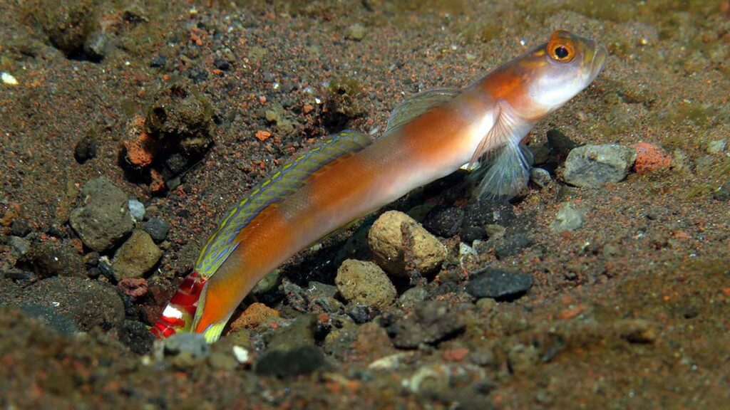 Pistol Shrimps and Gobies