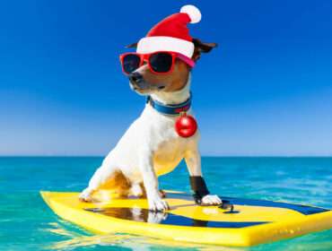 dog with santa hat and shades floating on water with small surfboard