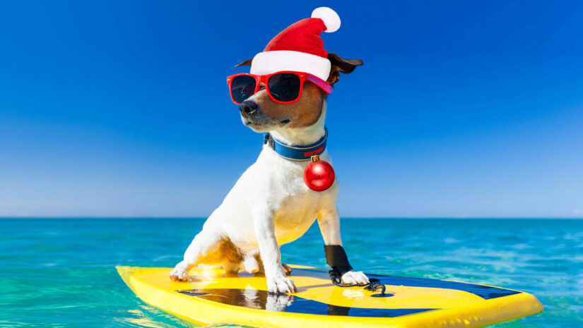 dog with santa hat and shades floating on water with small surfboard