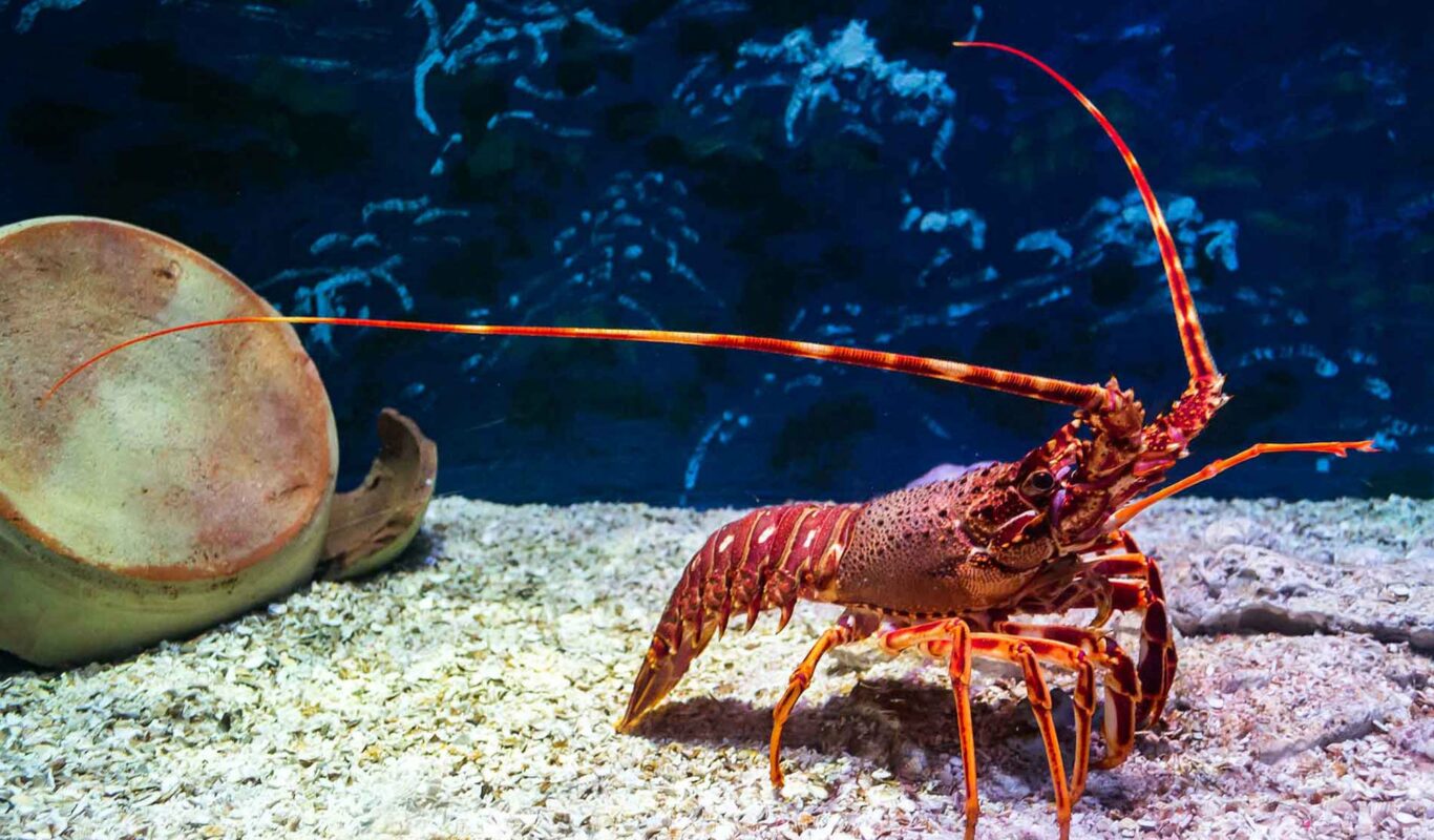 How to Catch a Lobster - AquaViews