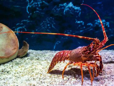 big red lobster at sea bottom