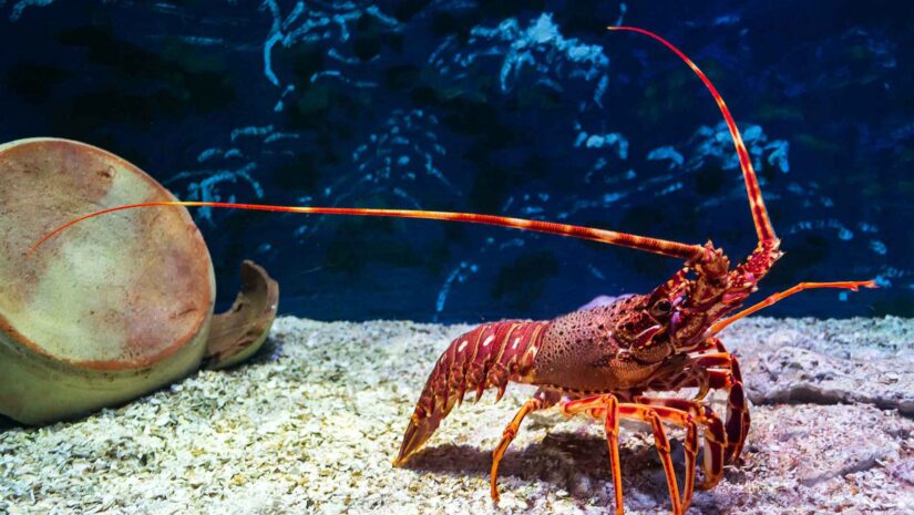 big red lobster at sea bottom