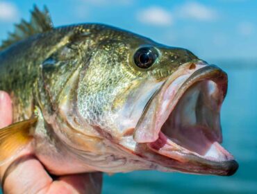 close up photo of a largemouth bass