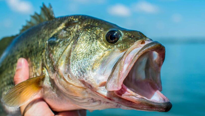 close up photo of a largemouth bass