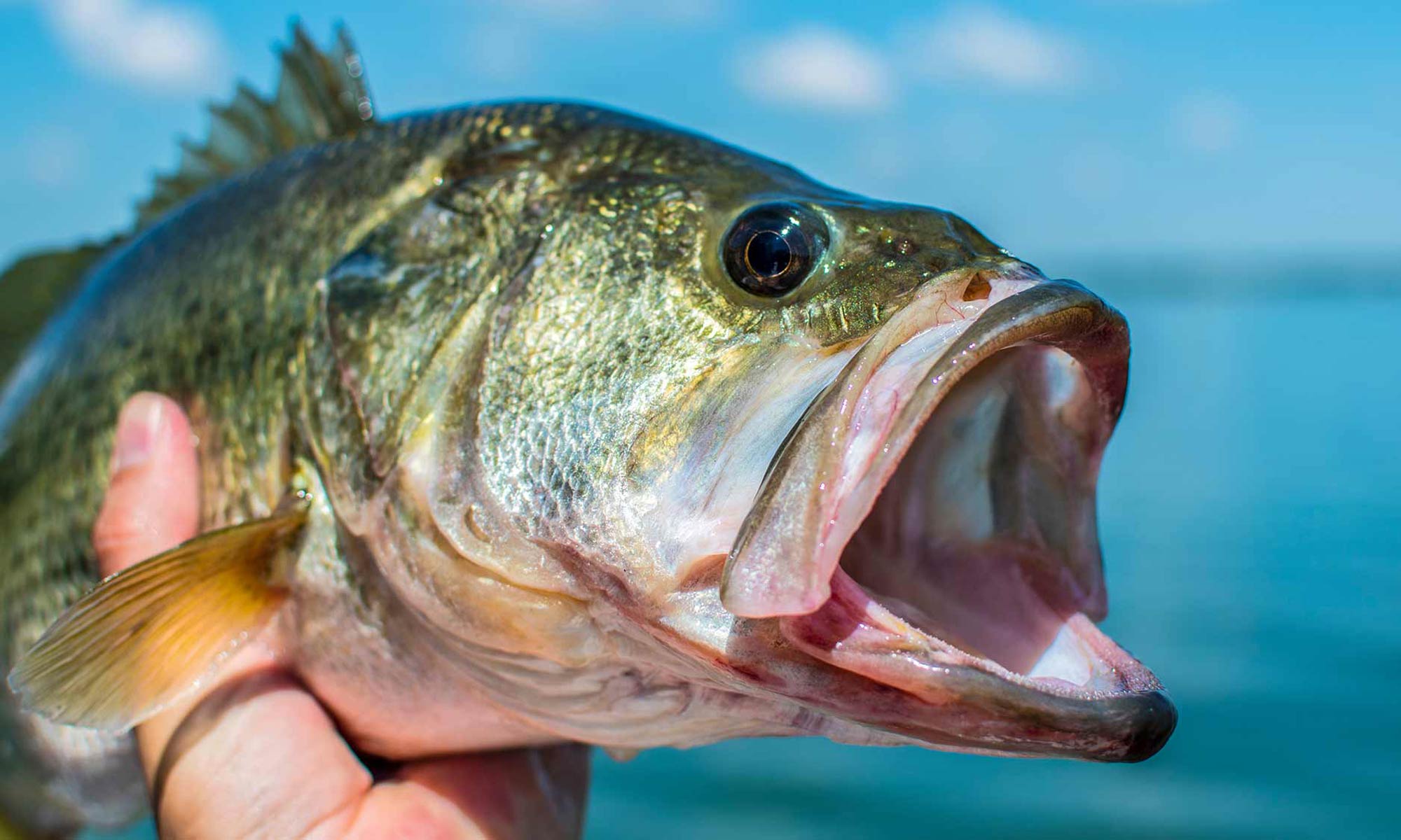A Quick Guide To Bass Fishing Gear AquaViews Leisure Pro