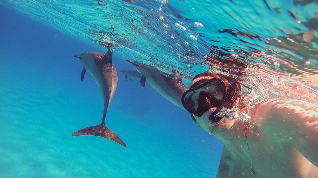swimming with dolphins