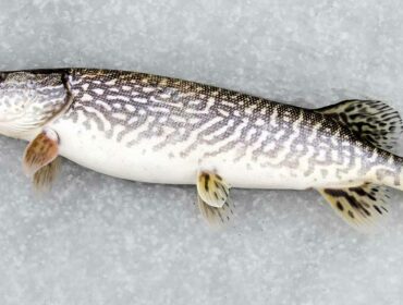 pike laying on a frozen body of water