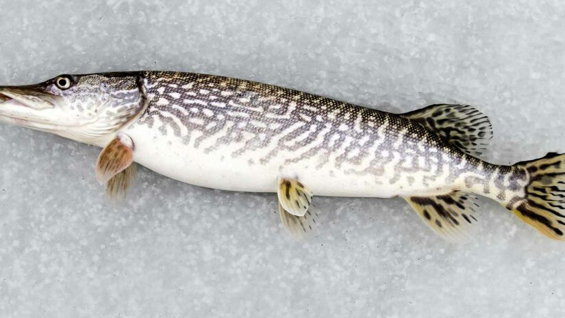 pike laying on a frozen body of water