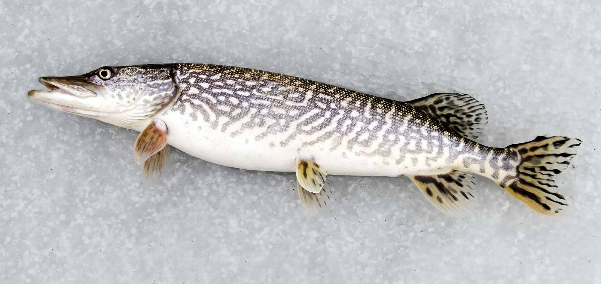 Ice Fishing for Pike: How to Get Started 