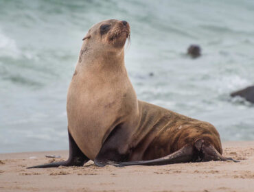 Sea lion on a sandy beach