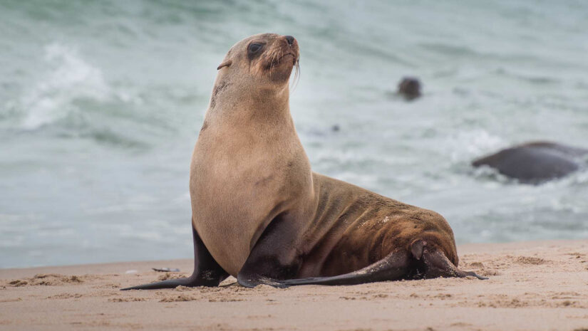 Sea lion on a sandy beach