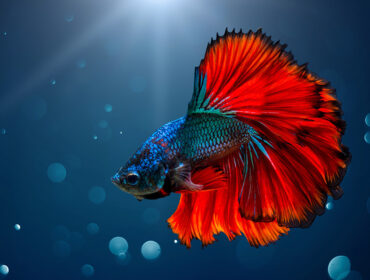 a fish in the ocean
