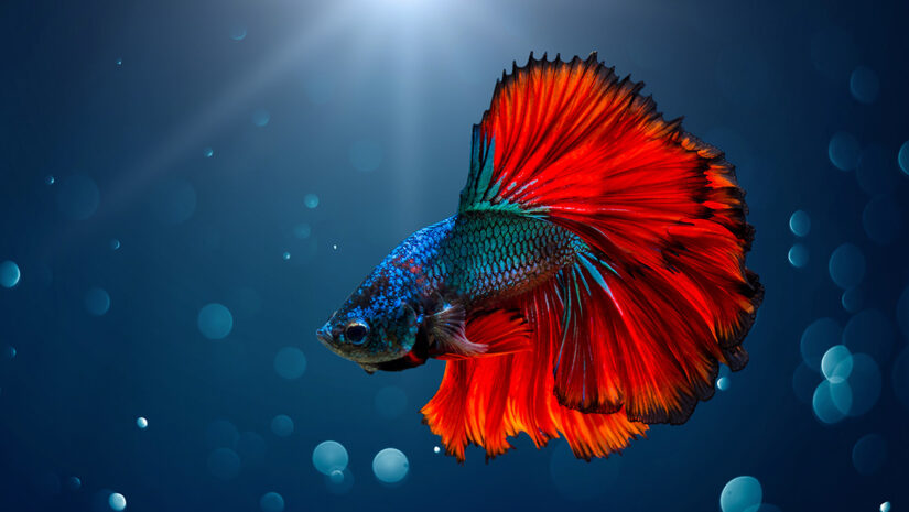 a fish in the ocean