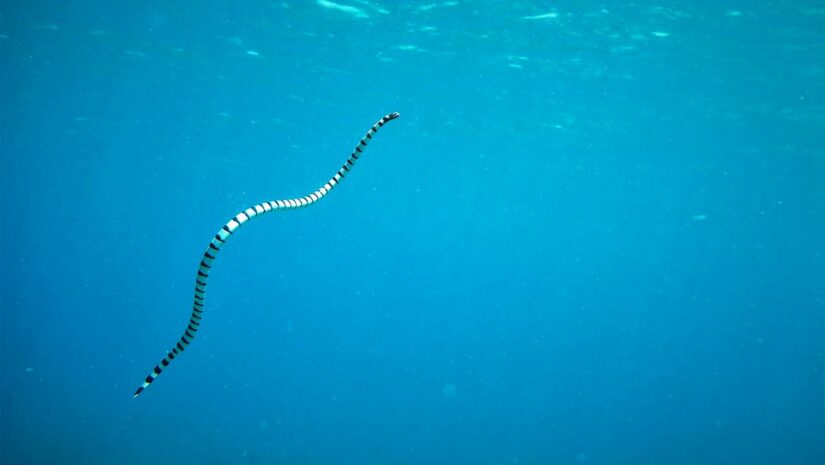 sea snake