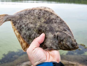 fisherman holding fresh flounder