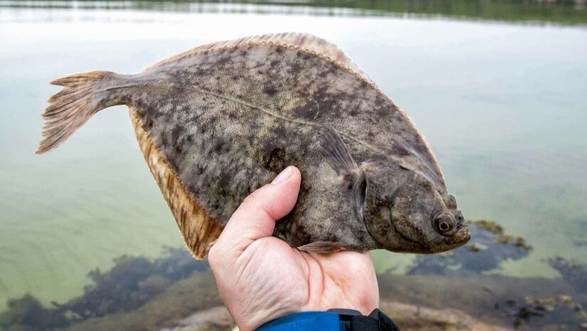 fisherman holding fresh flounder