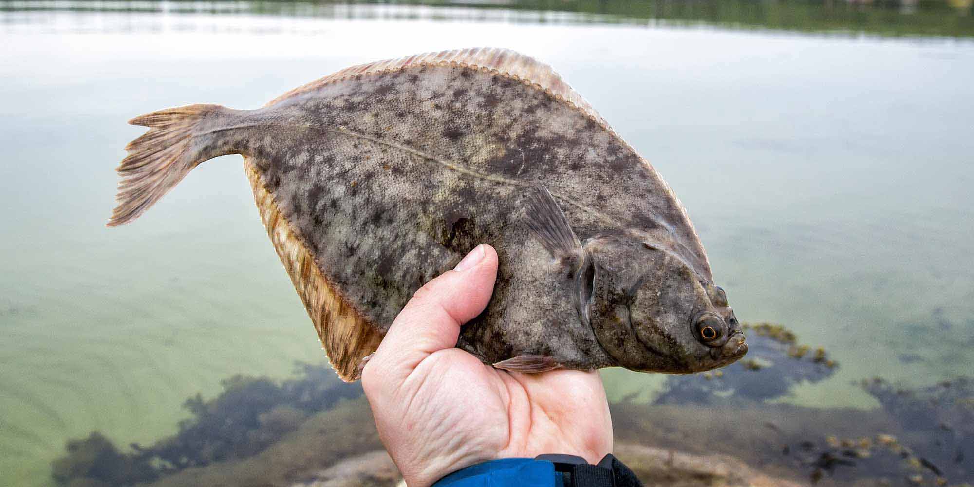 Flounder Fishing in North Carolina - Taking Advantage of a Short