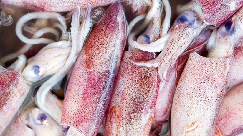 a pile of freshly caught squid