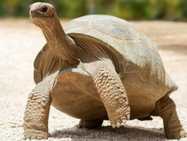 medium-sized Galápagos tortoise walking