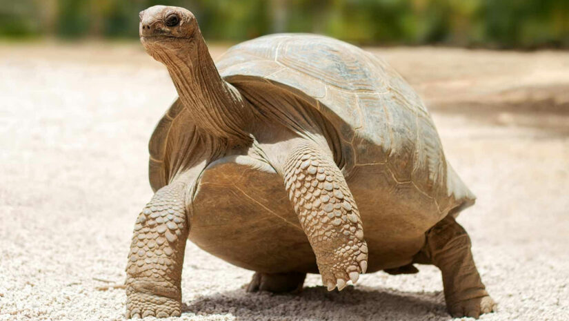 medium-sized Galápagos tortoise walking