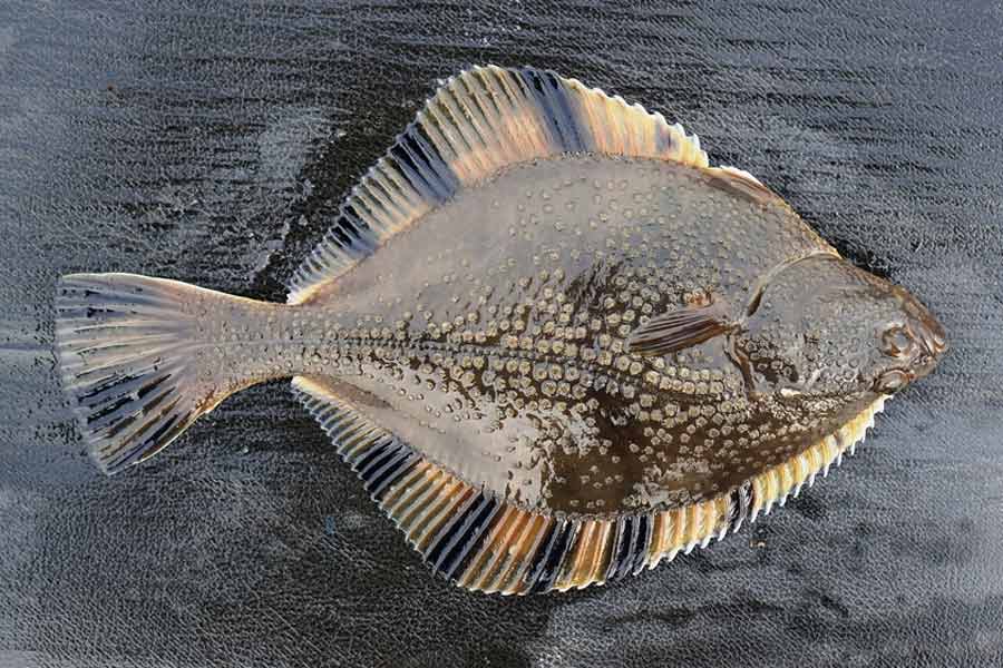 How to catch flounder aquaviews leisure pro