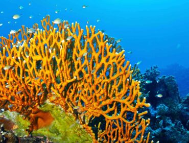 fire coral in deep blue waters