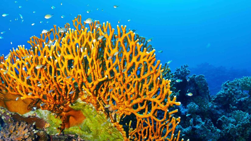 fire coral in deep blue waters