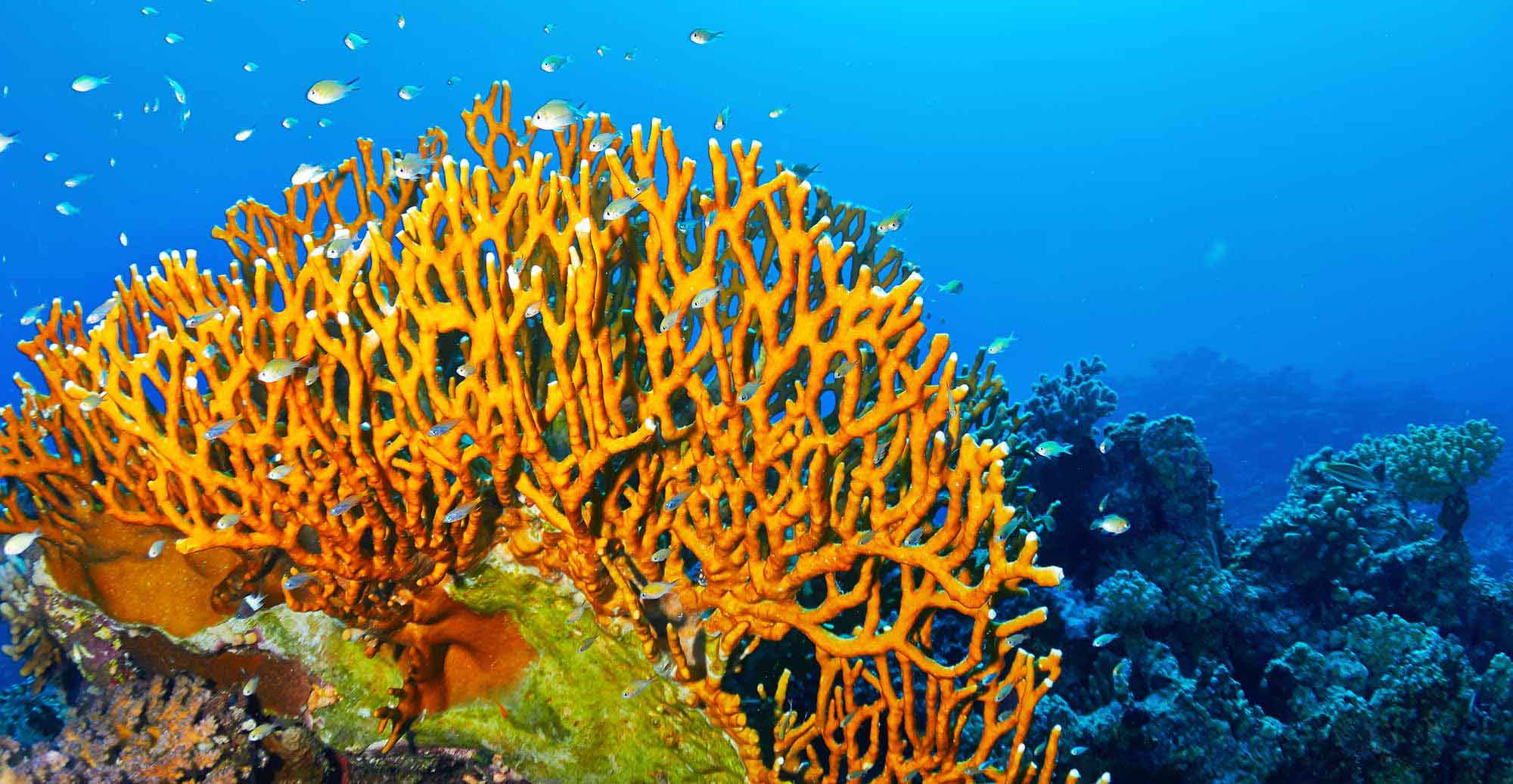 Playing With Fire Underwater: Fire Coral Demystified - Scuba.com