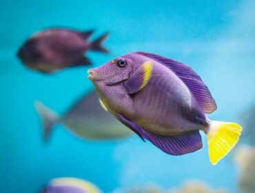 colorful fish swimming underwater