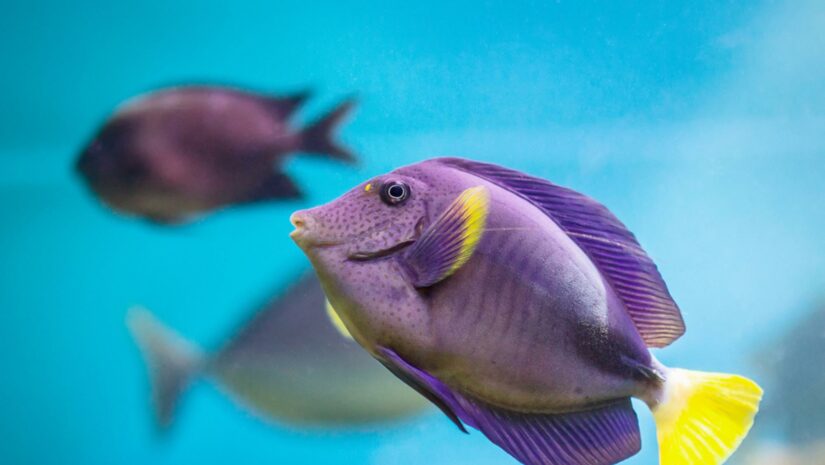 colorful fish swimming underwater