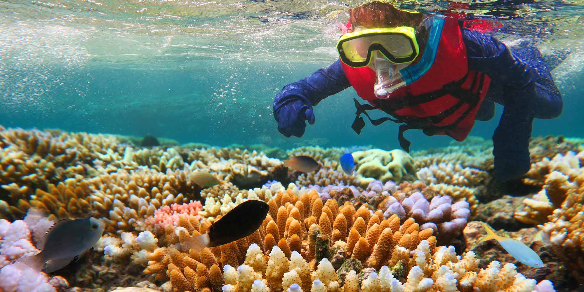 snorkeler exploring a shallow reef