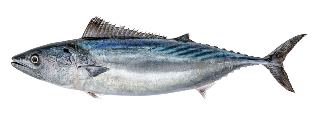 Atlantic Bonito fish