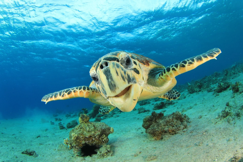 A turtle near the Ningaloo reef smiles for a photo