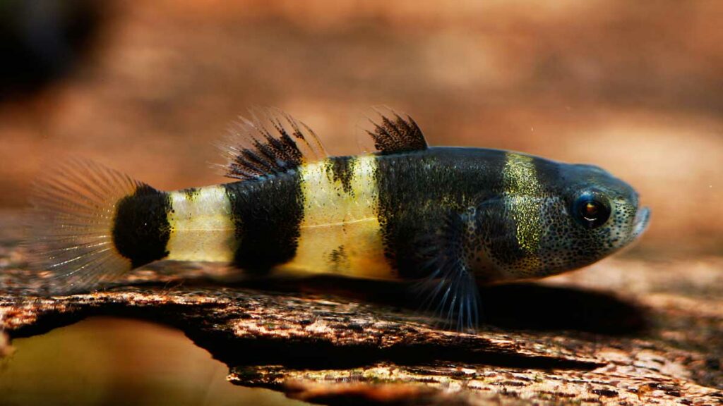 Bumblebee Goby
