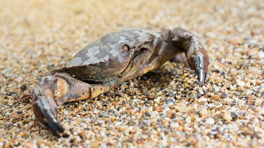 Serrated Swimming Crab