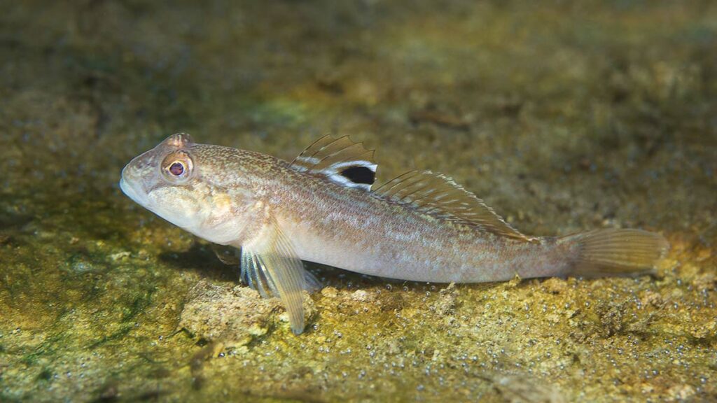 goby fish