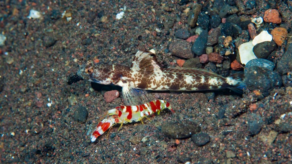 goby fish pistol shrimp