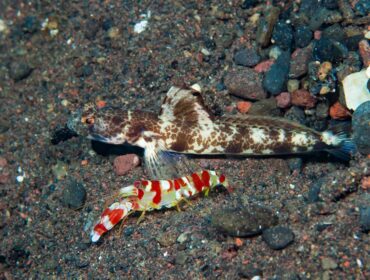 goby fish pistol shrimp