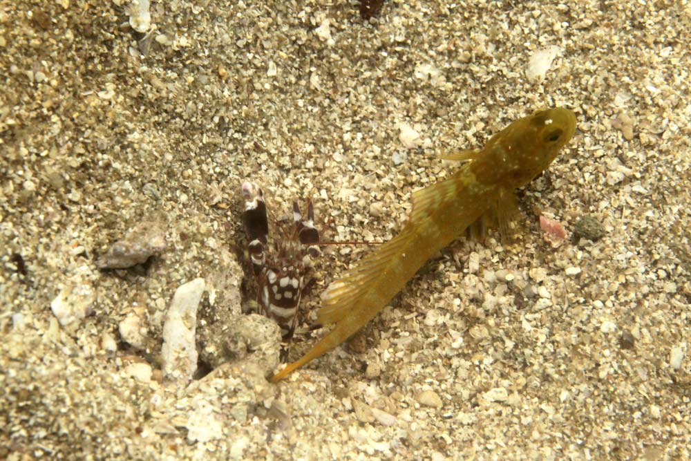 watchmen blue spot goby