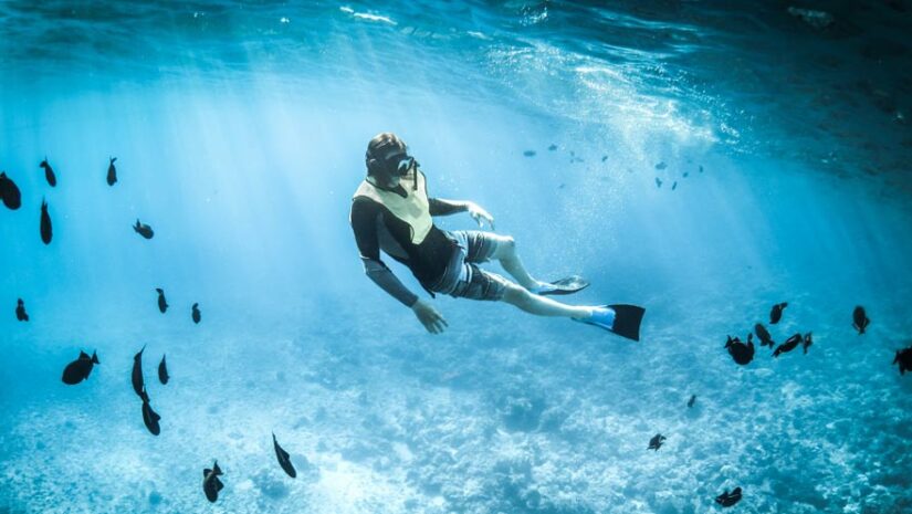 freediver studying a school of fish