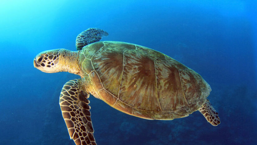 close-up of a green turtle swimming in the ocean