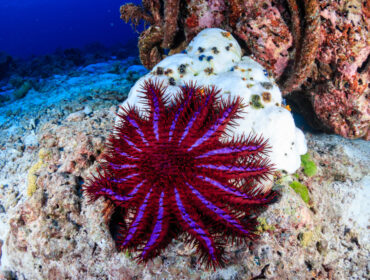 close-up of the crown of thorns starfish in a coral reef