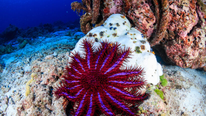 close-up of the crown of thorns starfish in a coral reef